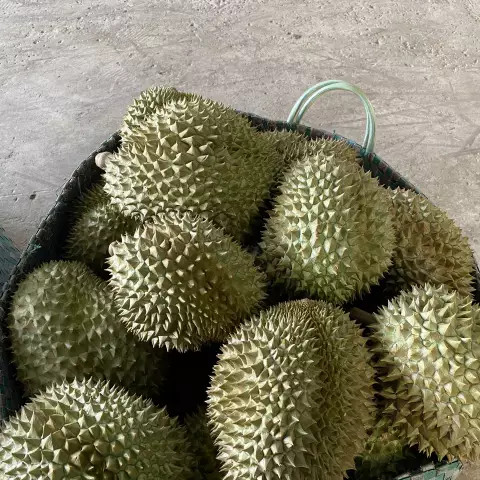 Malaysian Durian Fruit 1Kg