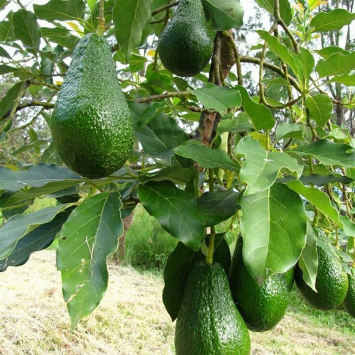 Avocado Fruit kg- 